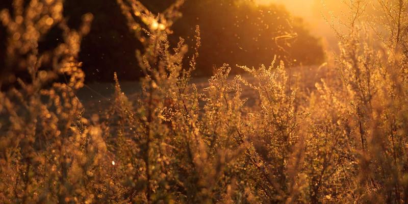 无锡旅游87：灵山大佛与鼋头渚的双重朝圣，遇见江南的诗意与禅意